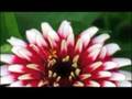 YouTube - Baraye Didane tou